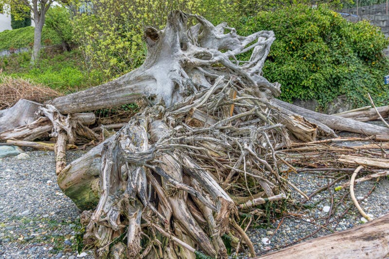 Crazy Driftwood Roots stock photo. Image of roots, marine 146023784