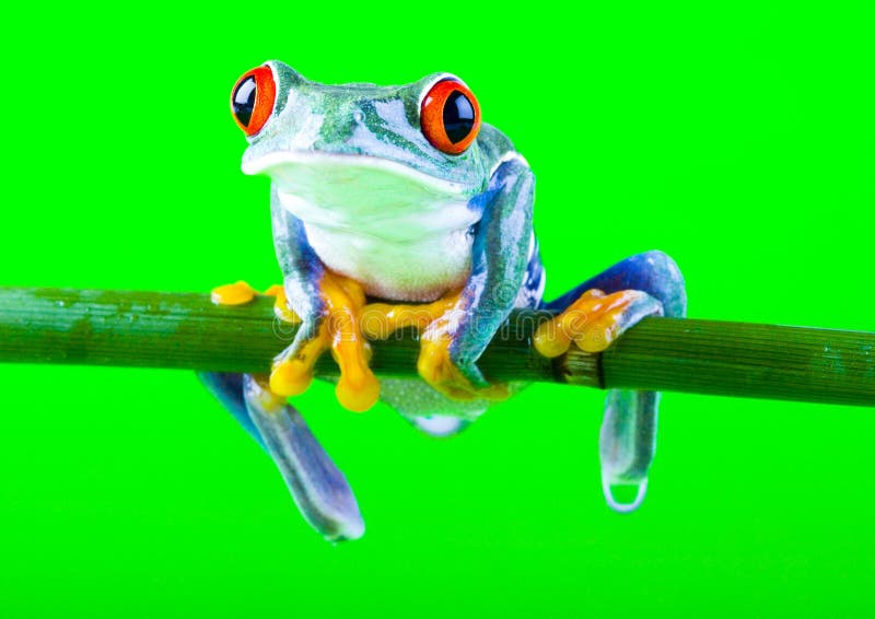 Crazy Frog Stock Photo - Download Image Now - Accidents and Disasters,  Amphibian, Animal - iStock