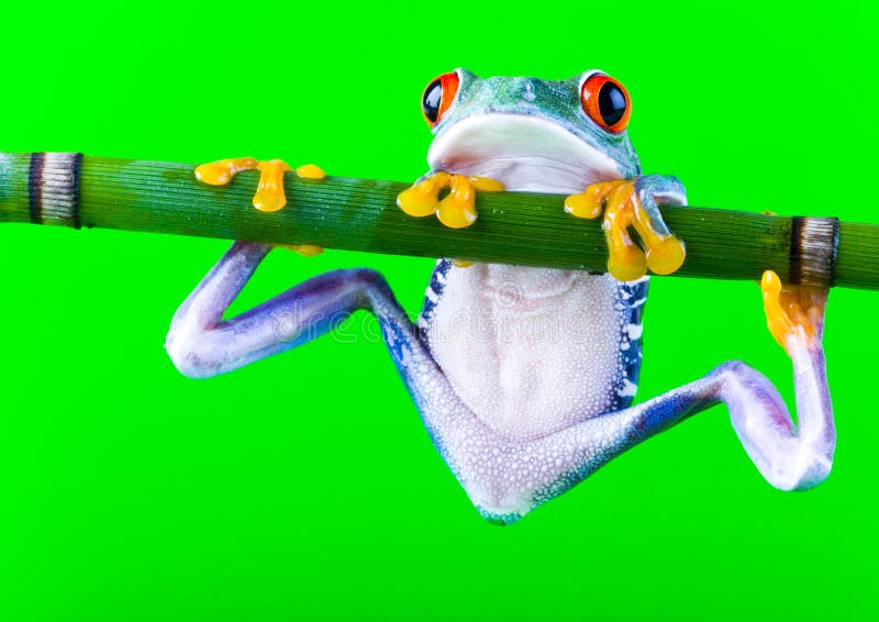 Crazy frog stock image. Image of adaptation, extinction - 1940615