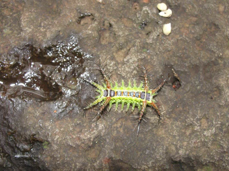 Crazy Looking Animal is a Stinging Slug Caterpillar, India Stock Image -  Image of diet, slug: 178283987