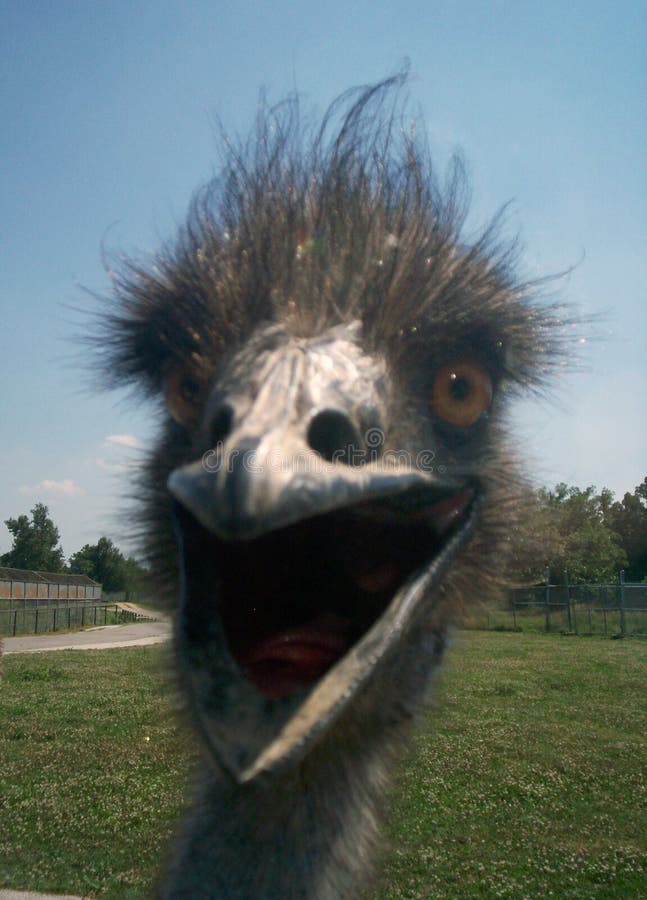 Crazy psychopathic look in the eyes of a ostrich in the zoo. Everything about this animal screams crazy! royalty free stock image Crazy psychopathic look in the eyes of a ostrich in the zoo. Everything about this animal screams crazy! royalty free stock image