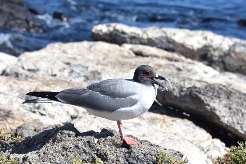 Creagrus furcatus swallow-tailed gull on rock stock image Creagrus furcatus swallow-tailed gull on rock stock image
