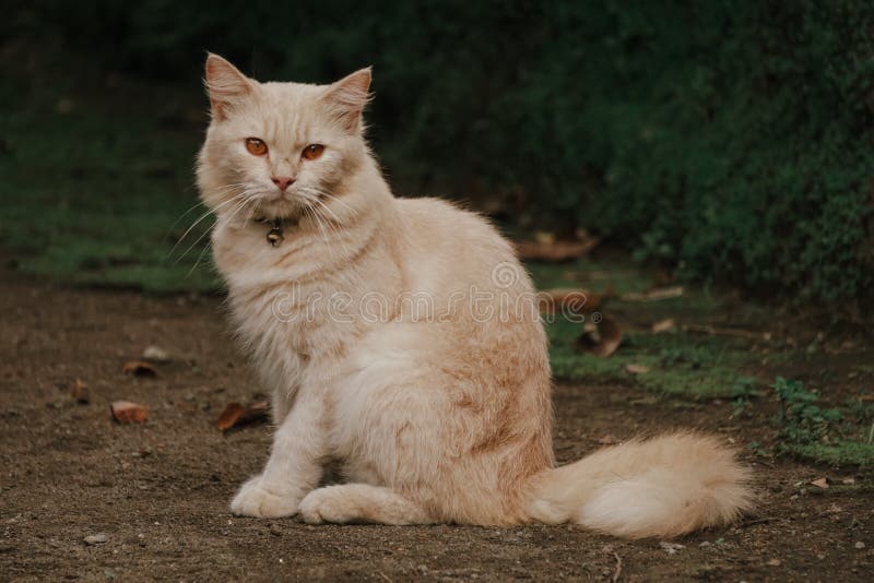 Cream Colored Cat Sitting on the Ground on Grass Background Stock Photo