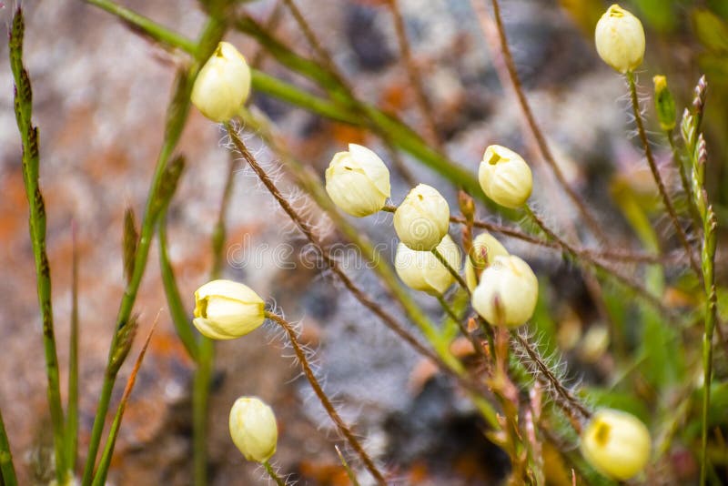 Download Cream Cups Platystemon Californicus Wildflowers, South San Francisco Bay Area, San Jose ...