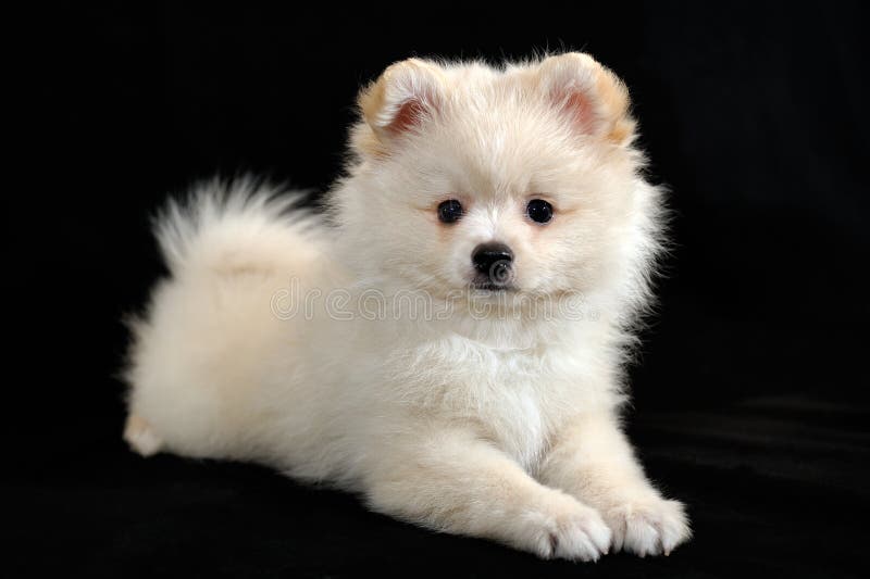 Cream Cute Pomeranian Spitz Puppy Stock Image Image Of Dogs Isolated