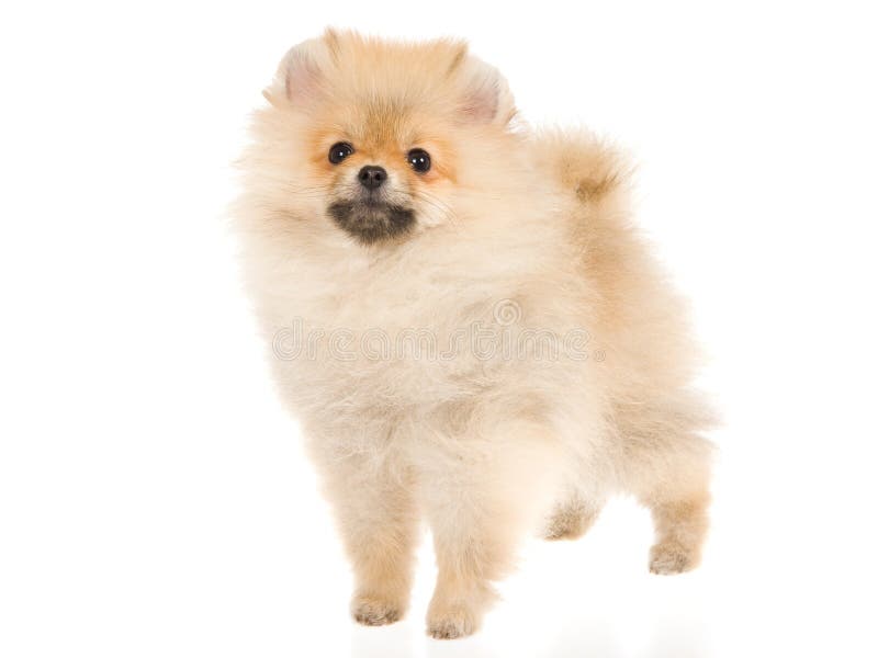 white cream pomeranian