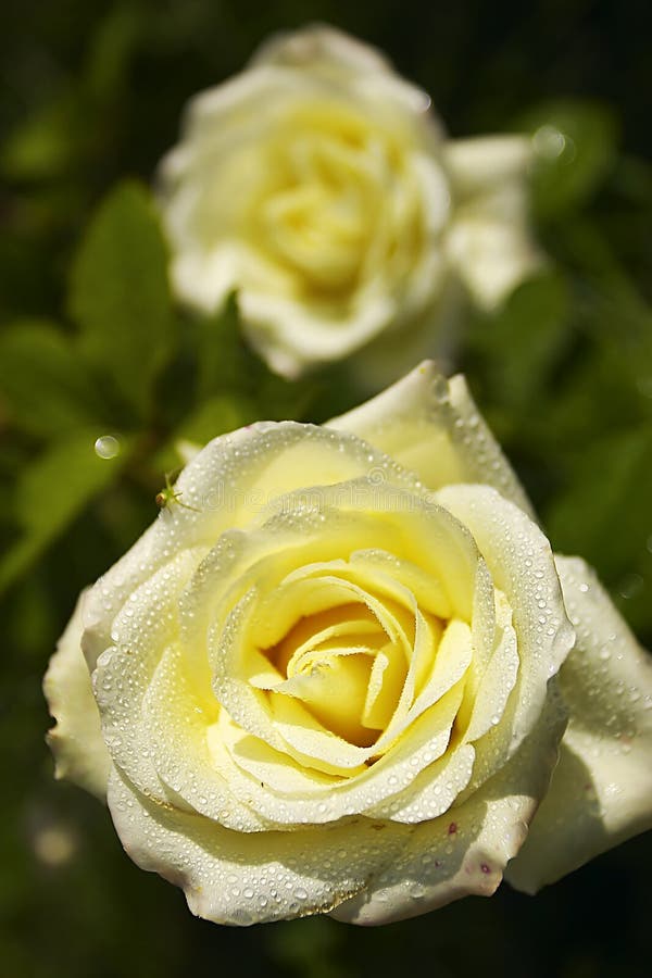 Cream rose