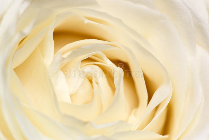 Cream rose.