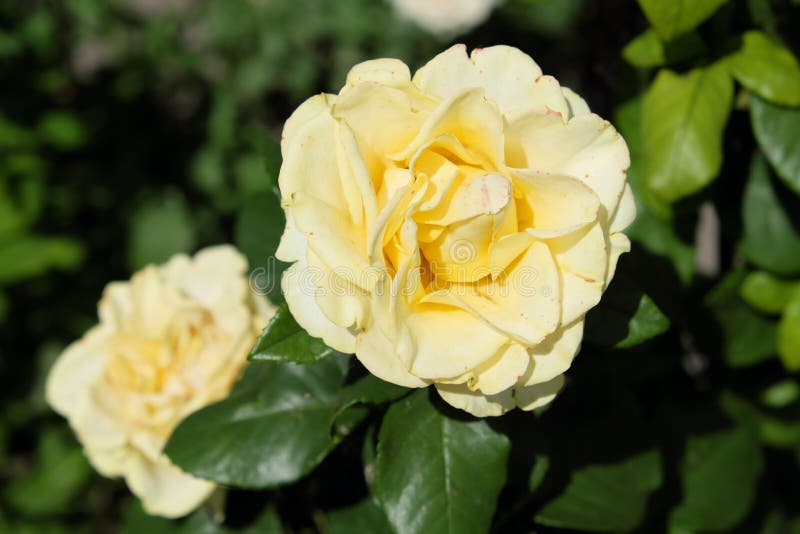 Cream Rose, Close-up. Beautiful Large Flower with Cream Colored Petals ...