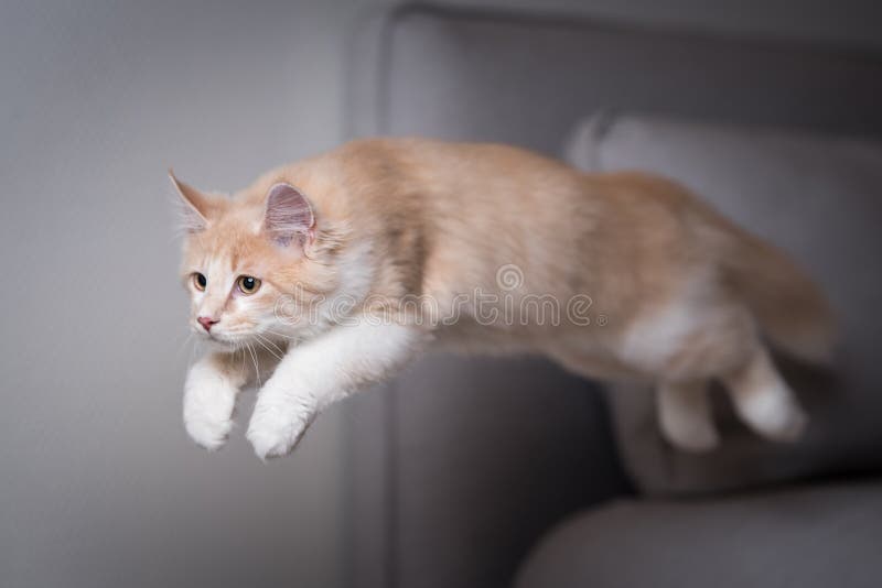 Playful Jumping Maine Coon Cat Stock Photo Image of cute, color