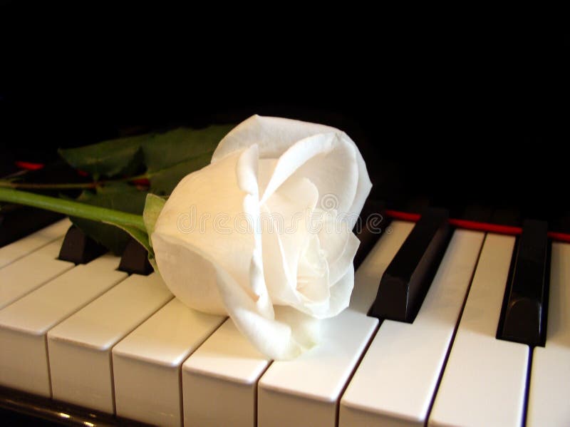Roses on a piano stock photo. Image of rose, chorus, leaf 8712640
