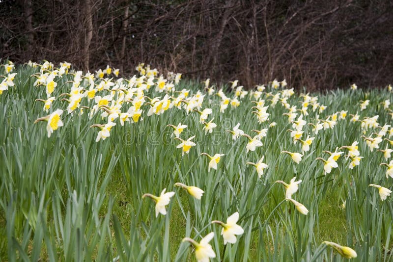 Cream and yellow daffodills