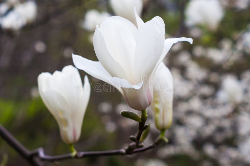 Creamy blossom of white magnolia tree.