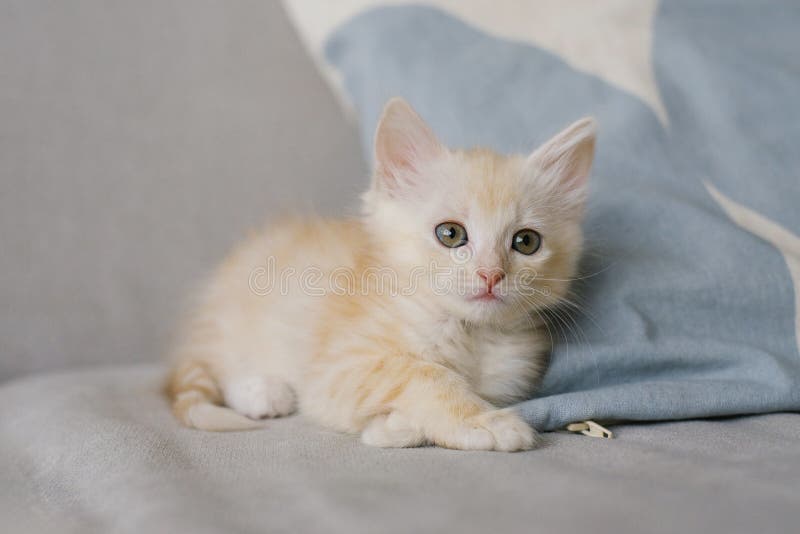 Creamy Kitten Lying On Soft Couch royalty free illustration