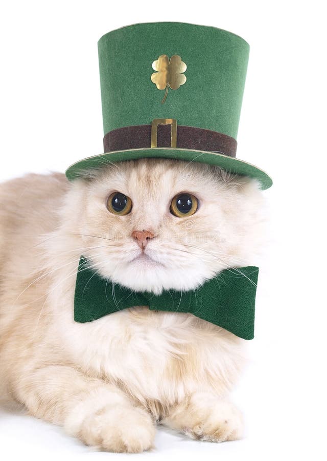 Cute St. Patrick s Day cat stock image. Image of domestic - 8456041