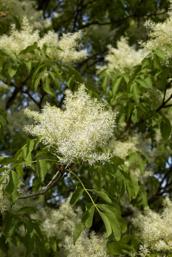 Creamy White Flowers of Cornus Sanguinea Stock Photo Image of creamy