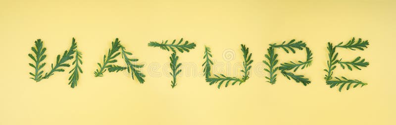 alias Ananiver strøm Creative Arrangement of Chamomile Leaves on a Light Yellow Background  Spelling the Word NATURE Stock Photo - Image of flower, green: 183084664