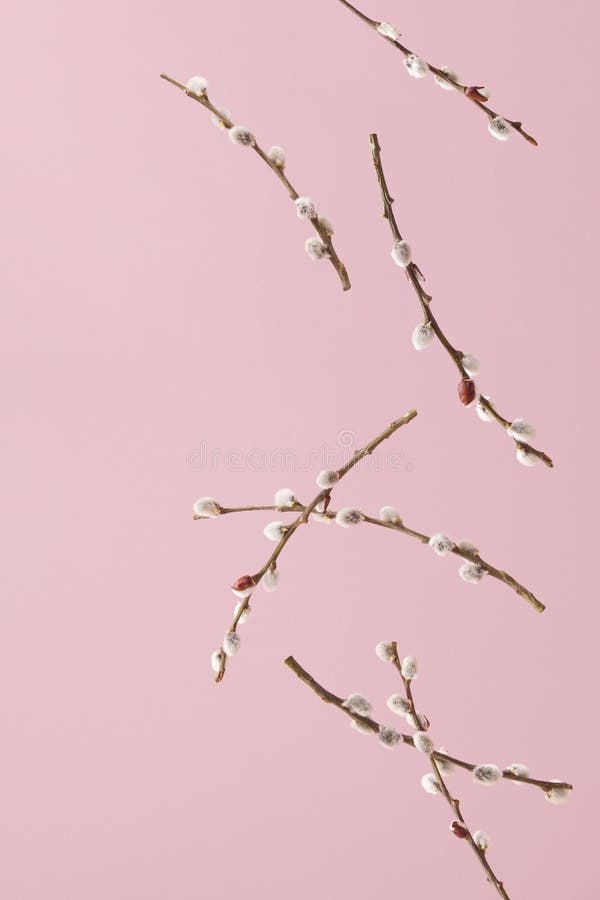 Creative arrangement with free falling willow branches with catkin buds against pale pink background. royalty free stock photo