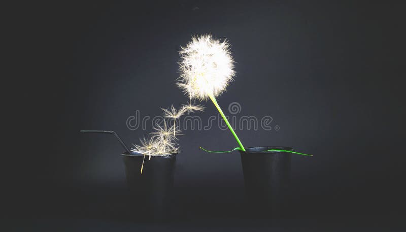 Creative black background with paper disposable cups and dandelion inflorescence royalty free stock image Creative black background with paper disposable cups and dandelion inflorescence royalty free stock image