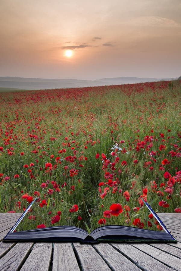Creative concept pages of book Poppy field landscape in Summer c royalty free stock photography Creative concept pages of book Poppy field landscape in Summer c royalty free stock photography