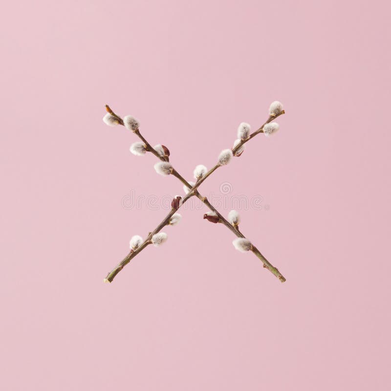 Creative cross x layout made of willow twigs with catkin buds against pastel pink background. royalty free stock photography