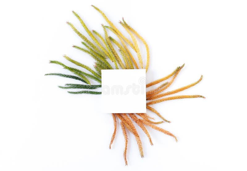 Download White Fabric Mock-up With Blooming Flowers And Leaves. Stock Image - Image of floral, background ...