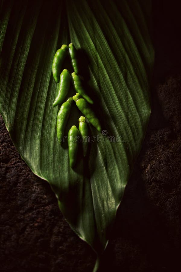 Creative Farmer Bird Eye Chilli Seeds.. Stock Image - Image of seeds