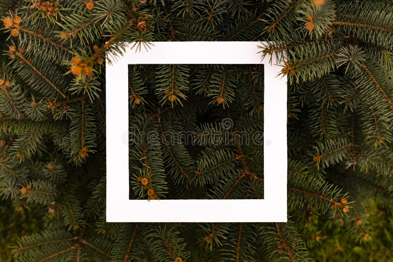 Creative flat lay white square frame on top of pine wood branches, christmass tree concept with copy space d. Creative flat lay white square frame on top of pine royalty free stock photos Creative flat lay white square frame on top of pine wood branches, christmass tree concept with copy space d. Creative flat lay white square frame on top of pine royalty free stock photos