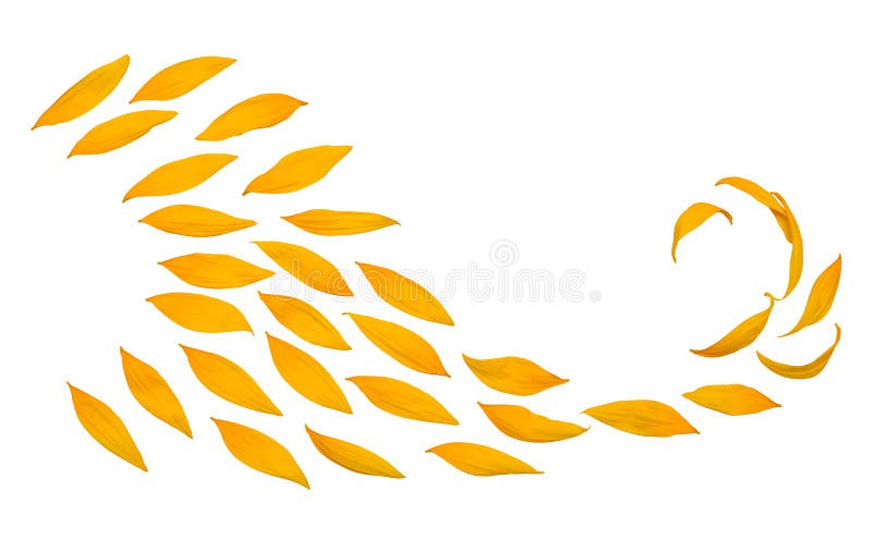 Creative idea flower of a sunflower petals flying in the wind. Abstraction and wave. Agricultural topics. Place for text