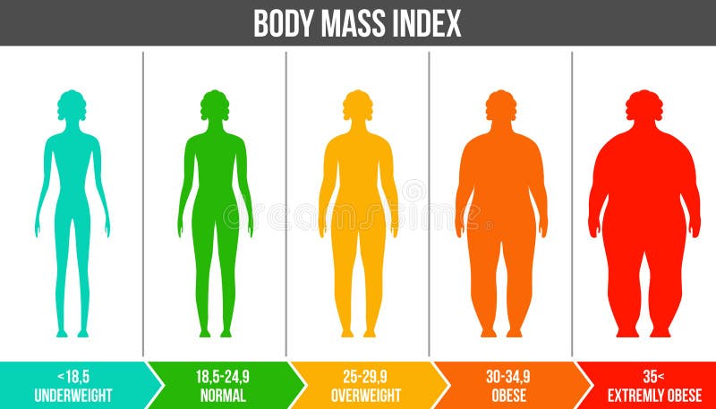 Body Mass Index or mass index scale. Types of BMI.Weight loss concept.  Vector isolated illustration 17441794 Vector Art at Vecteezy