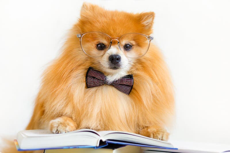 56,498 Smart Animal Stock Photos - Free & Royalty-Free Stock Photos from Dreamstime 56,498 Smart Animal Stock Photos - Free & Royalty-Free Stock Photos from Dreamstime