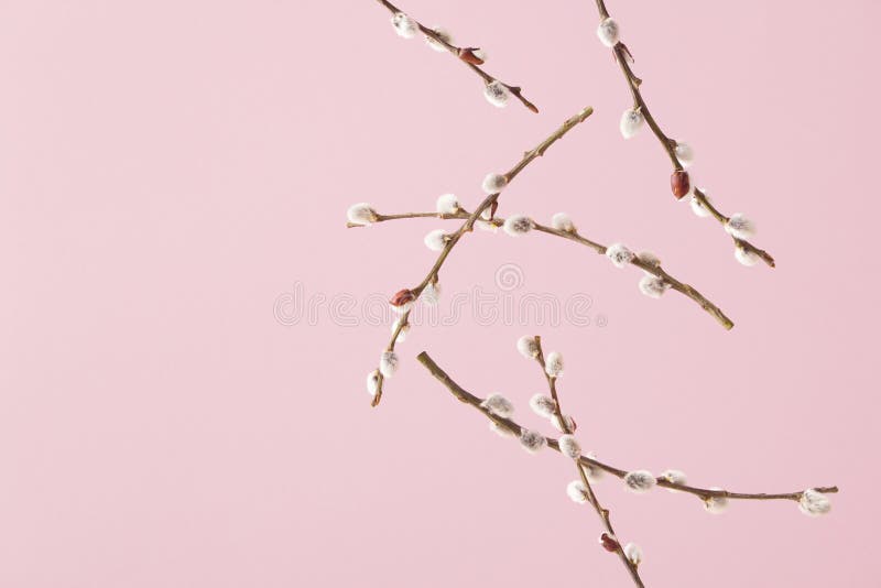 Creative layout with free falling willow branches with catkin buds against pale pink background. Minimal spring nature concept stock images
