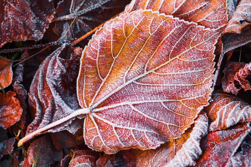 Creative layout of frosty leaves. Hoarfrost on autumn foliage. Autumn concept. Fall