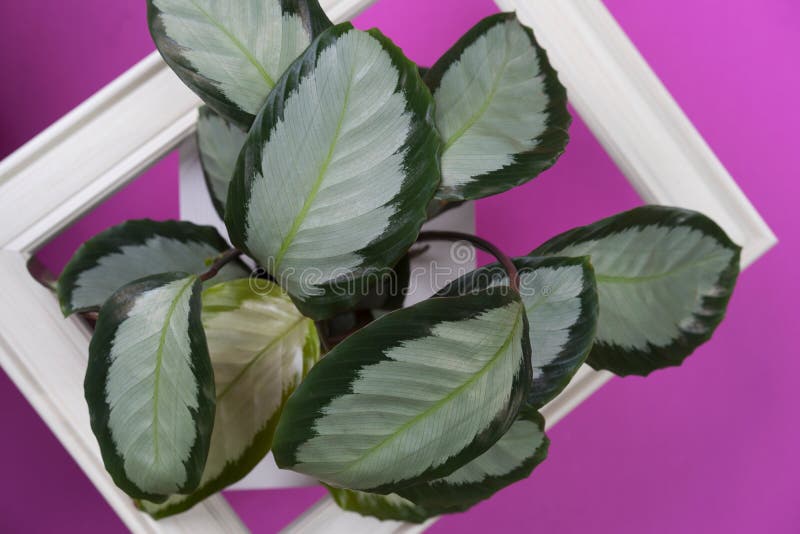 Creative layout made with calathea colorful green and white leaf and white frame on pink background. Calathea Maranta, Red Prayer stock images Creative layout made with calathea colorful green and white leaf and white frame on pink background. Calathea Maranta, Red Prayer stock images
