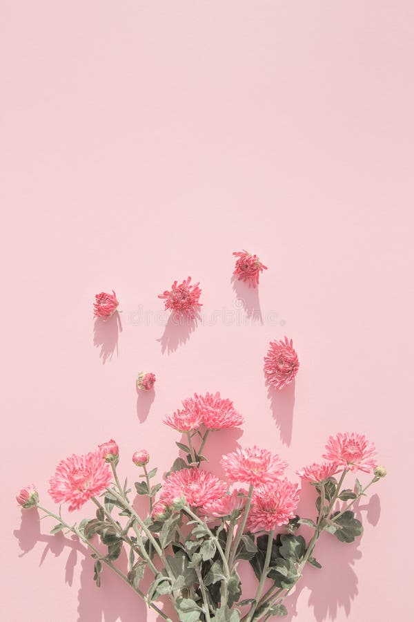 Creative Layout Made of Chrysanthemum Flowers on Pastel Pink Background.  Beautiful Floral Backdrop. Nature Consept Stock Image - Image of floral,  nature: 224805251
