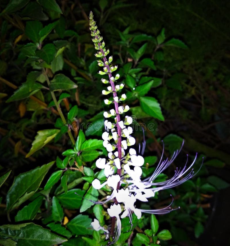 My Image 22