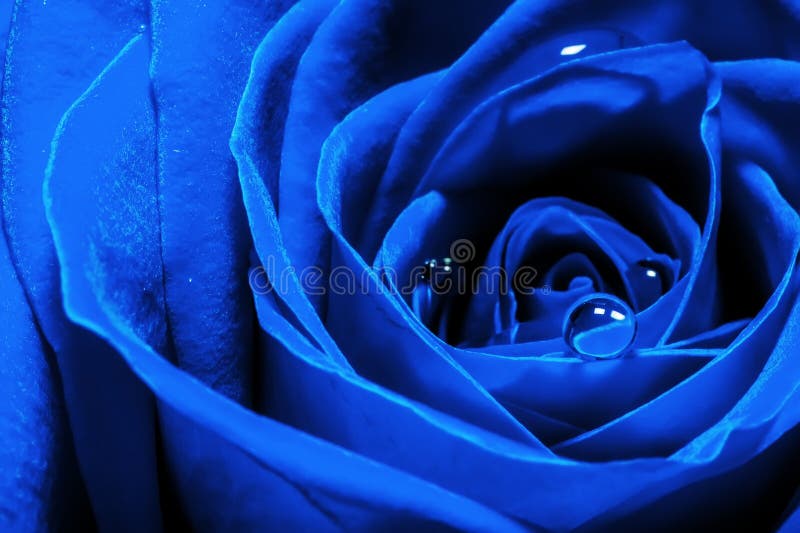 2 522 Blue Rose Water Drops Photos Free Royalty Free Stock Photos From Dreamstime