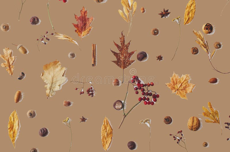 Hello Autumn. Fall leaves, berries, acorns, walnuts, cinnamon, anise  on awkwardly painted brown background. Creative modern Autumnal greeting card