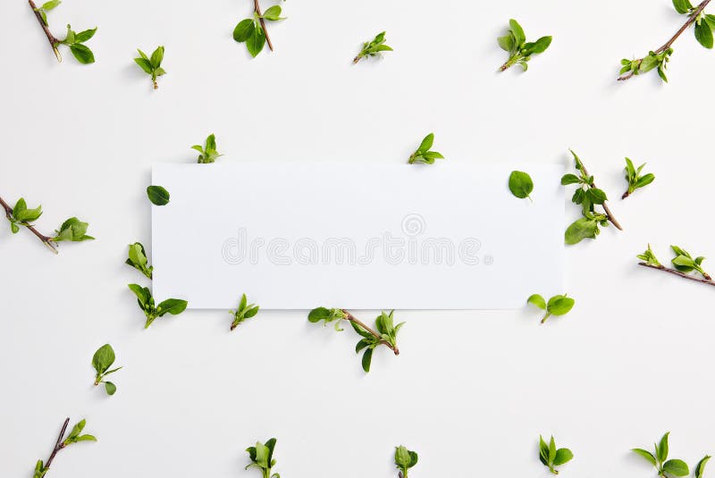 Creative minimal concept with green spring leaves rectangular frame on white table background top view. Seasonal banner in trendy flat lay style for organic eco design template with copy space. Creative minimal concept with green spring leaves rectangular frame on white table background top view. Seasonal banner in trendy flat lay style for organic eco design template with copy space