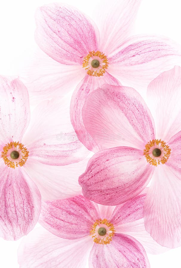 Creative picture of pink flowers stock illustration
