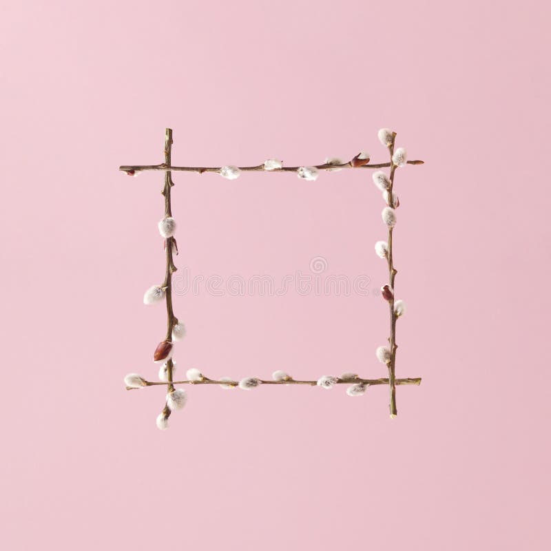 Creative square frame layout made of willow twigs with catkin buds against pale pink background. Minimal 2021 spring bloom concept royalty free stock photography