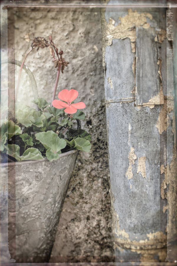 Creative still life of flower in old fashioned wall pot and a rusty rain pipe royalty free stock photography Creative still life of flower in old fashioned wall pot and a rusty rain pipe royalty free stock photography