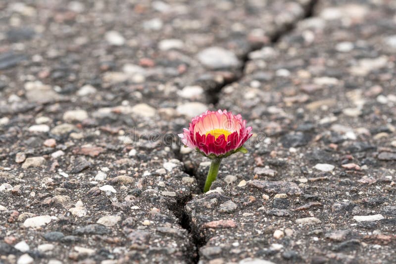 Crecimiento de flor en la calle de la grieta fotografía de archivo libre de regalías Crecimiento de flor en la calle de la grieta fotografía de archivo libre de regalías