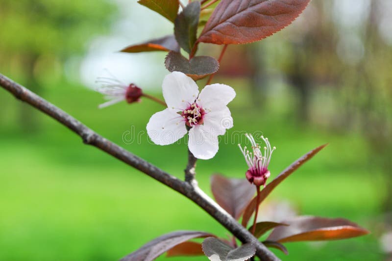 Crecimiento de flor de la flor de cerezo en árbol en la huerta, en primavera imagenes de archivo Crecimiento de flor de la flor de cerezo en árbol en la huerta, en primavera imagenes de archivo