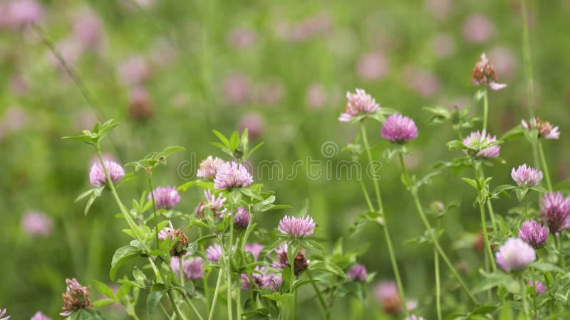 Crecimiento de flor rosado del trébol en campo de hierba verde