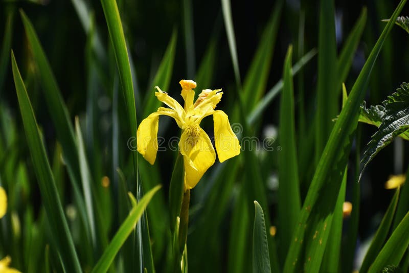 Crecimiento De Flores De Iris Pseudacorus En El Jardín Imagen de archivo - Imagen de indicador, dorado: 154275667 Crecimiento De Flores De Iris Pseudacorus En El Jardín Imagen de archivo - Imagen de indicador, dorado: 154275667