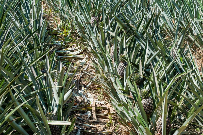 Crecimiento de fruta tropical de la piña en una granja, Tailandia fotografía de archivo libre de regalías Crecimiento de fruta tropical de la piña en una granja, Tailandia fotografía de archivo libre de regalías