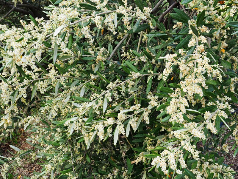 Crecimiento numeroso Olive Tree Flowers de la primavera imágenes de archivo libres de regalías Crecimiento numeroso Olive Tree Flowers de la primavera imágenes de archivo libres de regalías