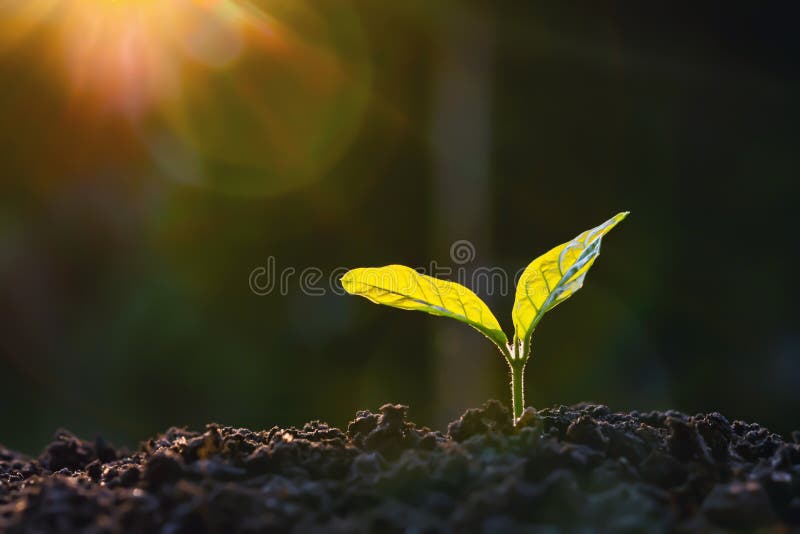 crecimiento vegetal en la explotación con fondo solar concepto de escalón de siembra agrícola