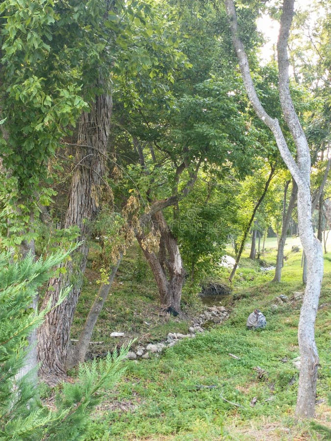 Creek bosque verde rocha o sol imagens de stock